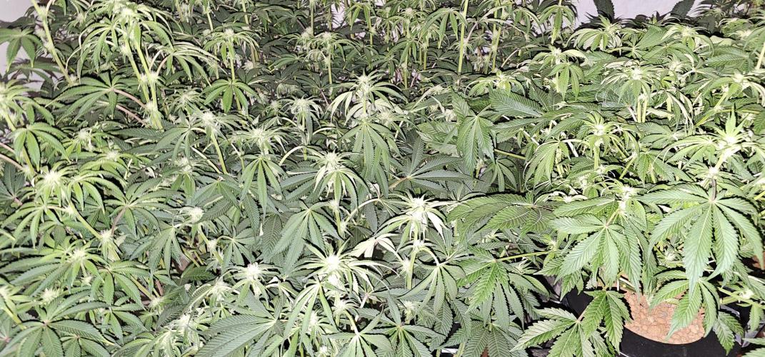 Humboldt's "All Gas OG". Week 6