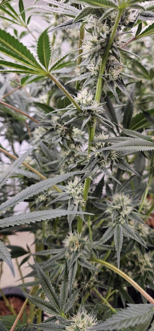 Humboldt's "All Gas OG". Week 8