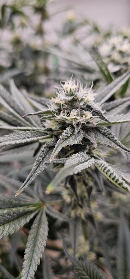 Humboldt's "All Gas OG". Week 8