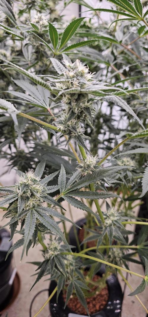 Humboldt's "All Gas OG". Week 8