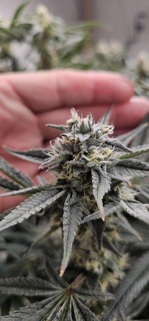 Humboldt's "All Gas OG". Week 9 - Nice bud structure and smell.