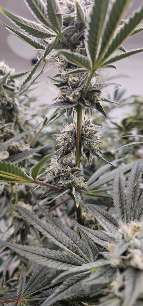 Humboldt's "All Gas OG". Week 9 - Great node spacing 