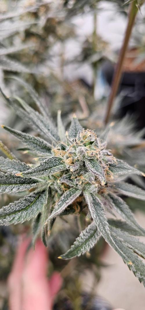 Humboldt's "All Gas OG". Week 10 - Nice looking buds