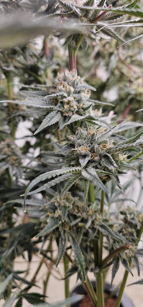 Humboldt's "All Gas OG". Week 10 - Great Spacing