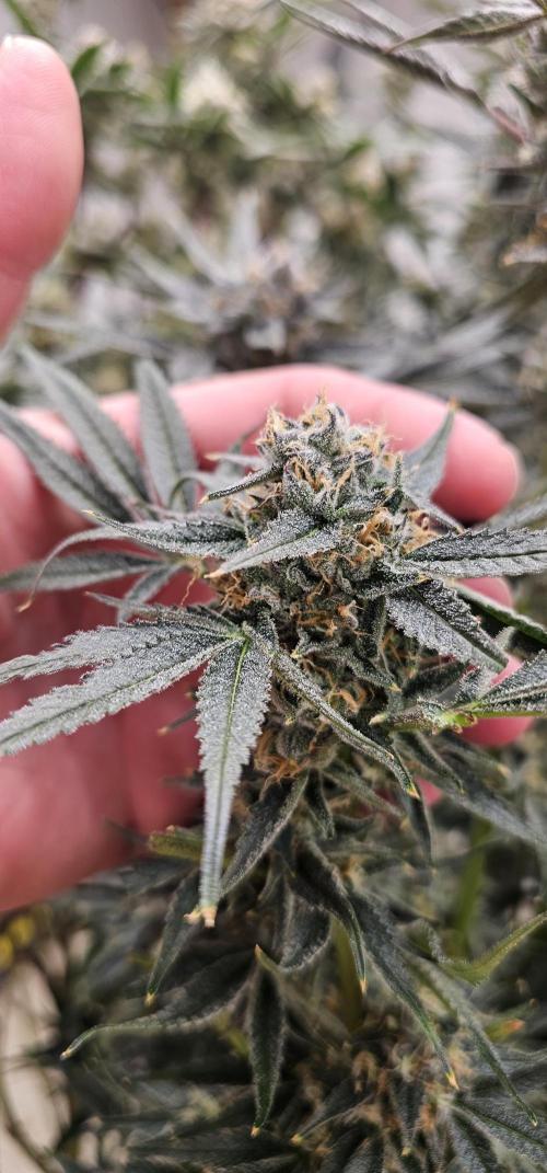 Humboldt's "All Gas OG". Week 10 - Chunky