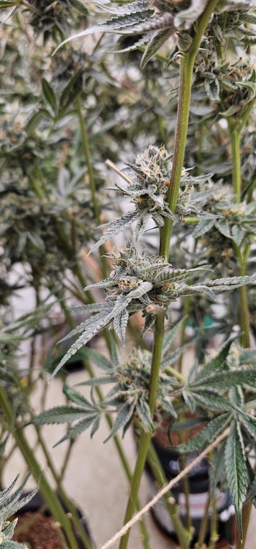 Humboldt's "All Gas OG". Week 10 - Stacking