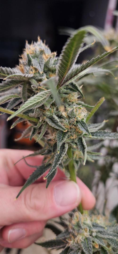 Humboldt's "All Gas OG". Week 10 - Smells Great