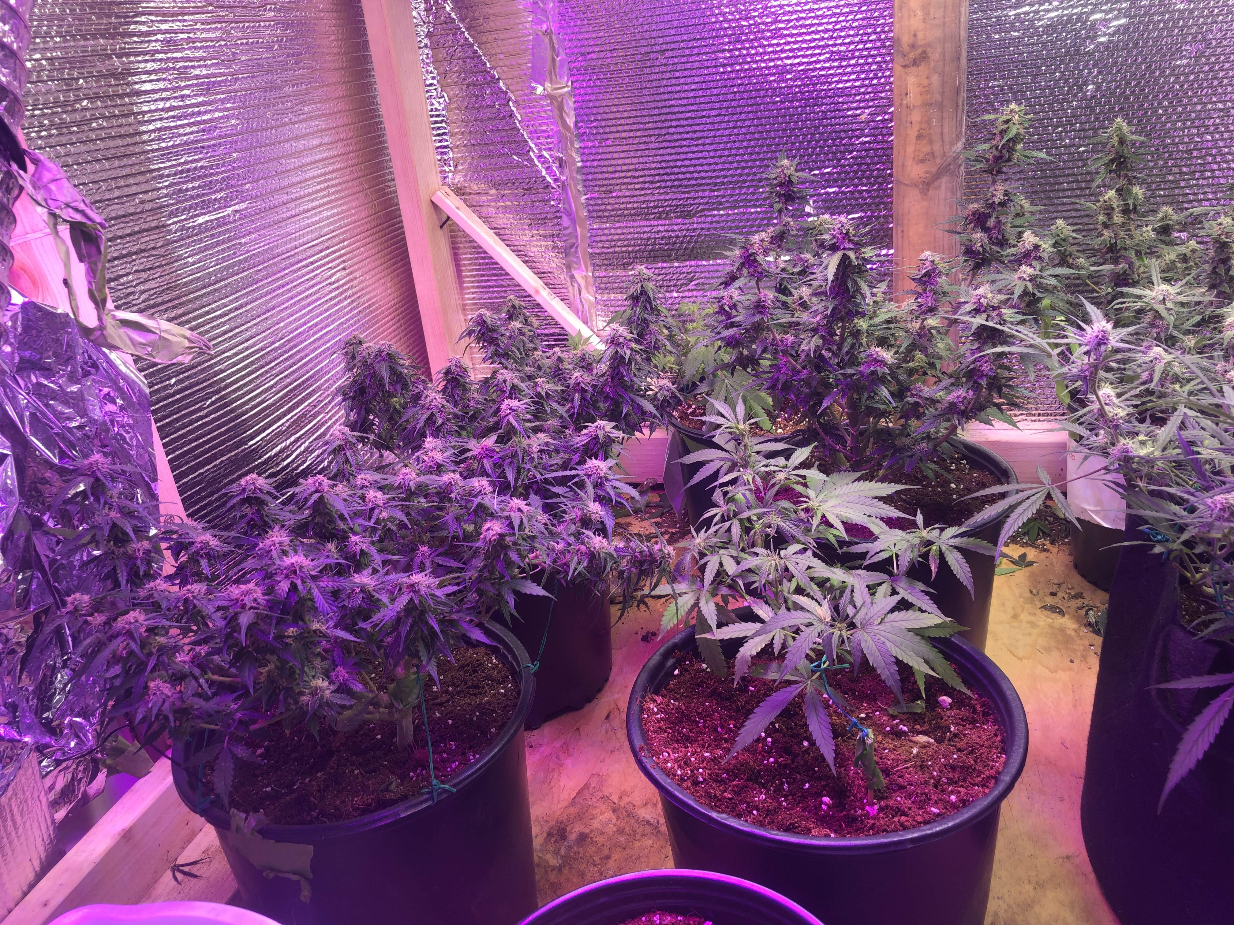 Heavyweight Seeds Fruit Punch Auto grow diary (journal) week12 by Removed GrowDiaries