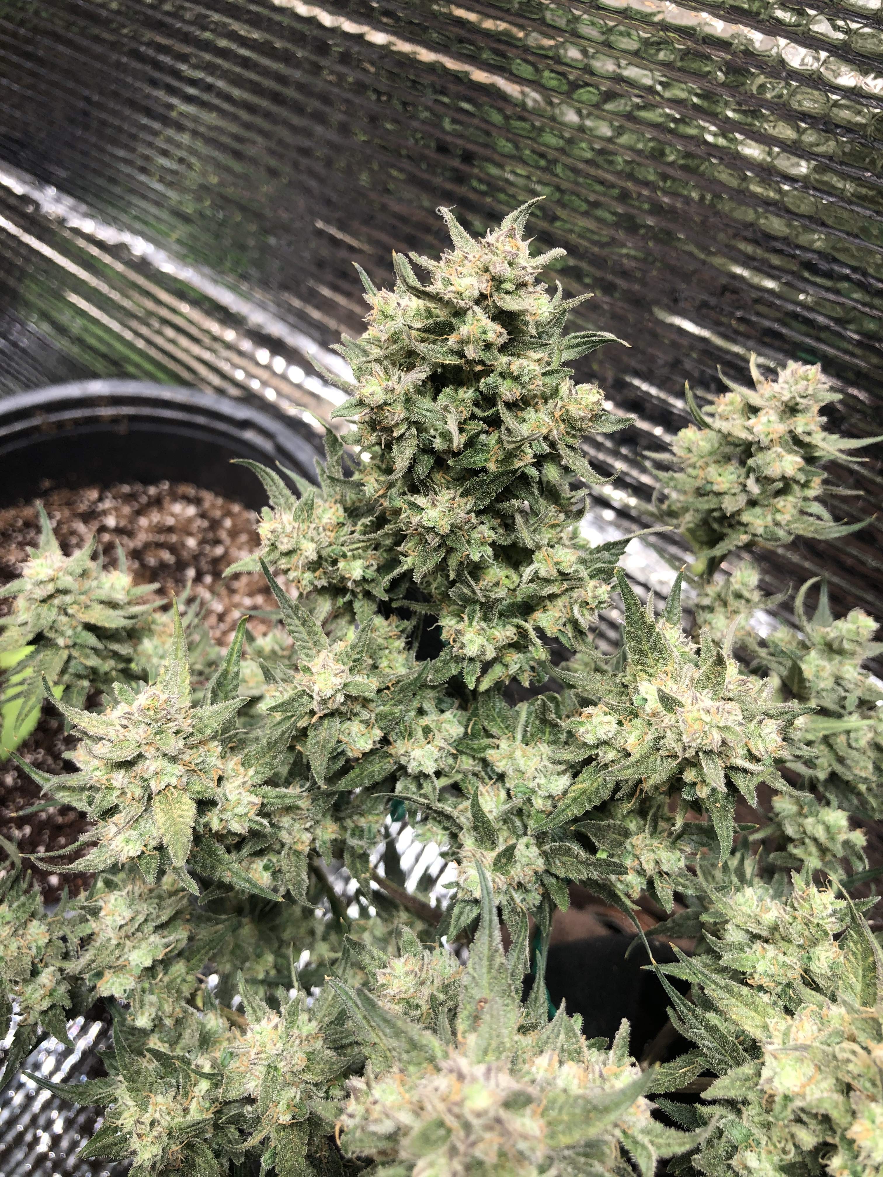 Seedsman Zkittlez Auto grow diary (journal) harvest11 by Removed GrowDiaries