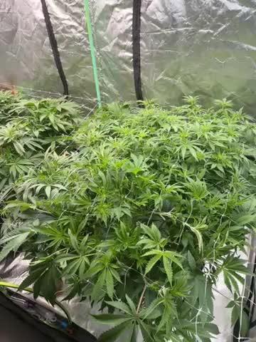 Rdwc Grow