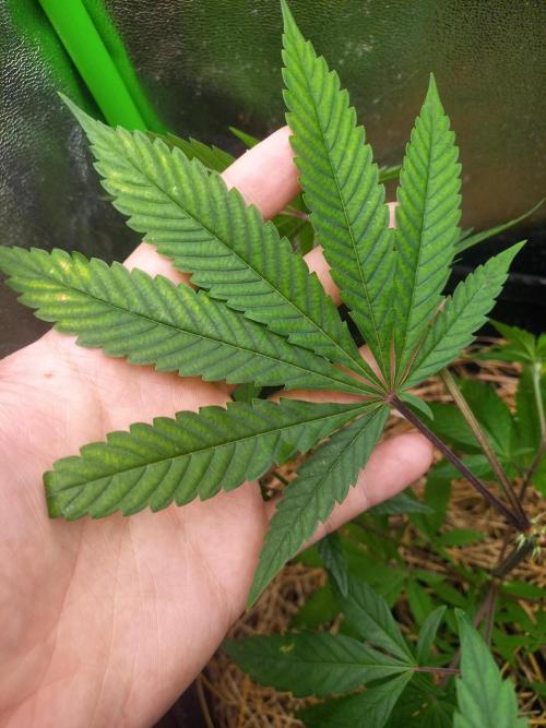 Primeiro ciclo. Week 4