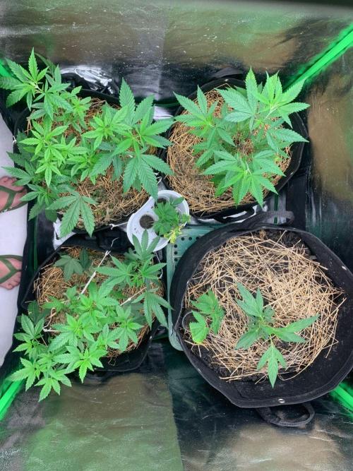 Primeiro ciclo. Week 4