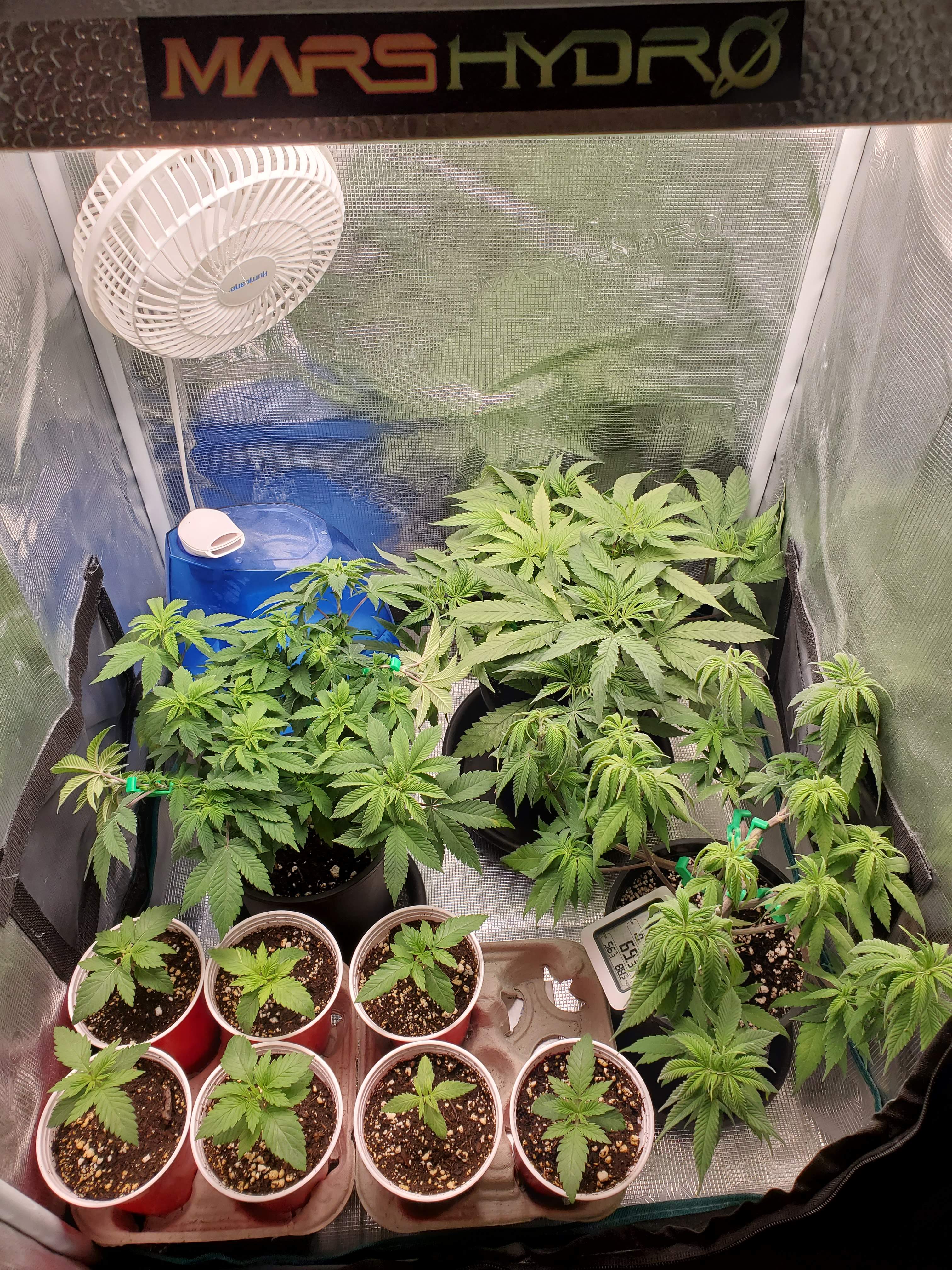 Canuk Seeds The True OG, Canuk Seeds Blueberry, Canuk Seeds Bubba Kush