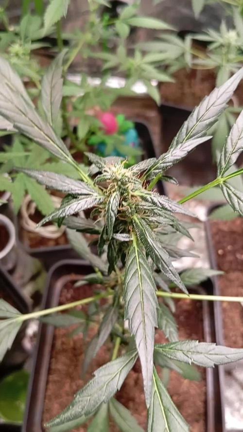 Auto tutankhamon pyramidseed