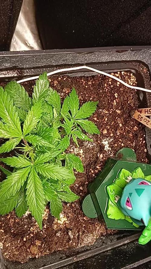 Auto purple kush