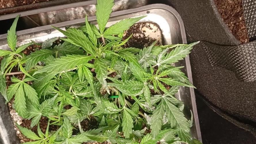 Auto purple kush