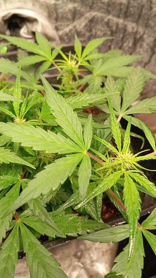 Auto purple kush