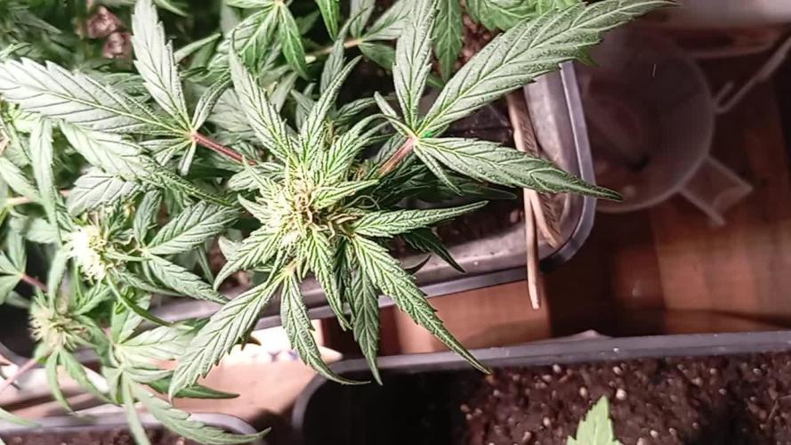 Auto purple kush