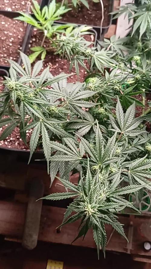 Bsf seed Lebron haze xxl
