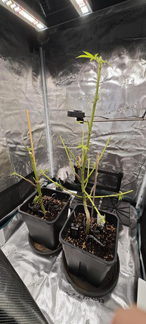 Survivors of Order 66, The Fallen Order. Week 1