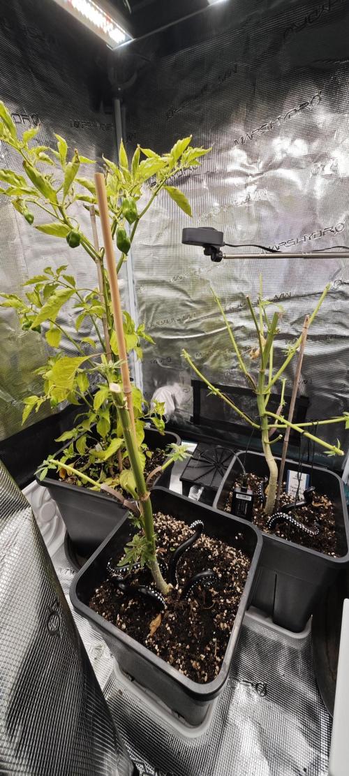 Survivors of Order 66, The Fallen Order. Week 1 - Beide Bananakins sind gleich groß und haben Habanerogesellschaft 