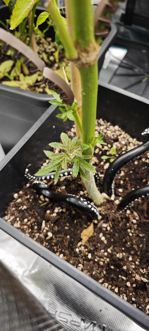 Survivors of Order 66, Bananakin. Week 2 - Zaghaftes Wachstum, aber Wachstum