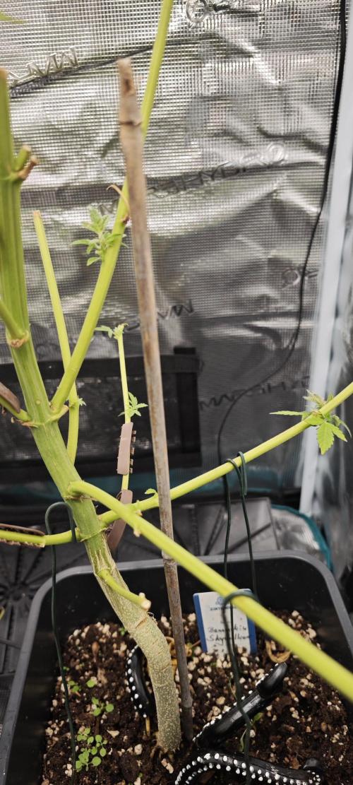 Survivors of Order 66, Bananakin. Week 2 - Hie un da, sprießt es neu