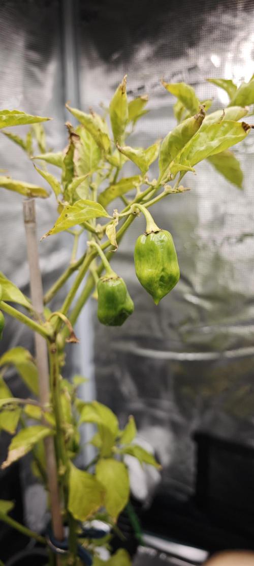 Survivors of Order 66, Bananakin. Week 2 - Gesellschaft reift (hoffentlich) 