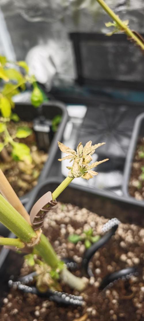 Survivors of Order 66, Bananakin. Week 3