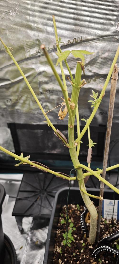 Survivors of Order 66, Bananakin. Week 3