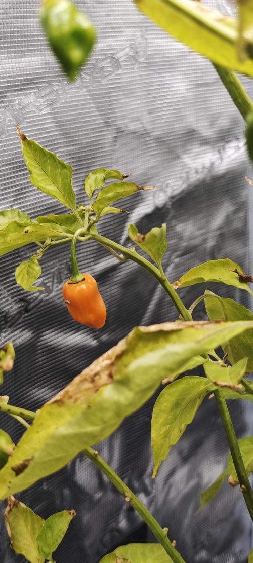 Survivors of Order 66, Bananakin. Week 3 - Ein paar sind doch reif geworden. Chili kommt mit niedrigen Temps besser klar