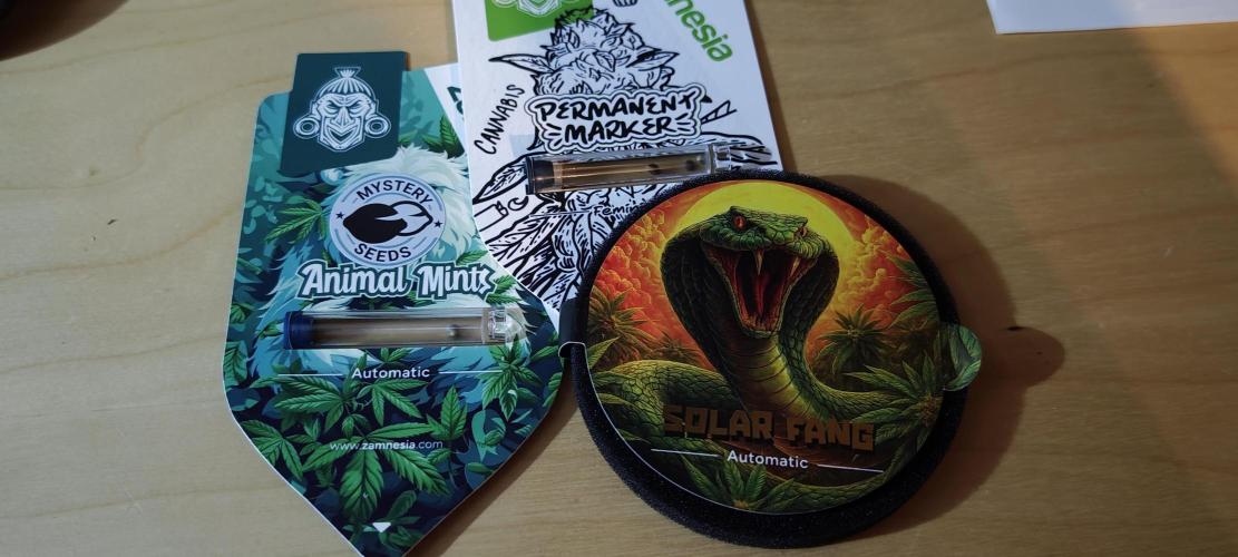 Spring Zammies. Week 0 - Handverlesene 3 mal Primeseeds von Zammie