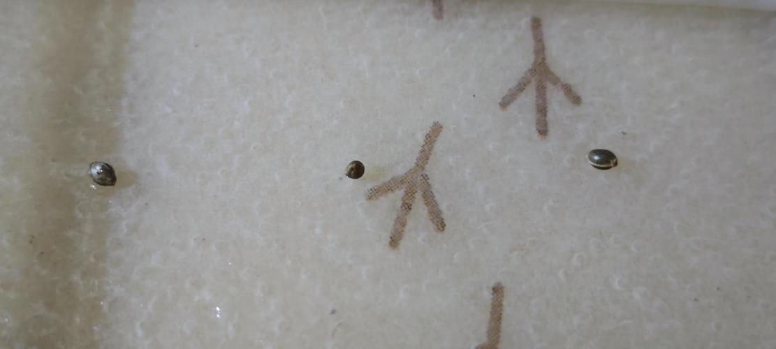 Spring Zammies. Week 0 - Niedlich