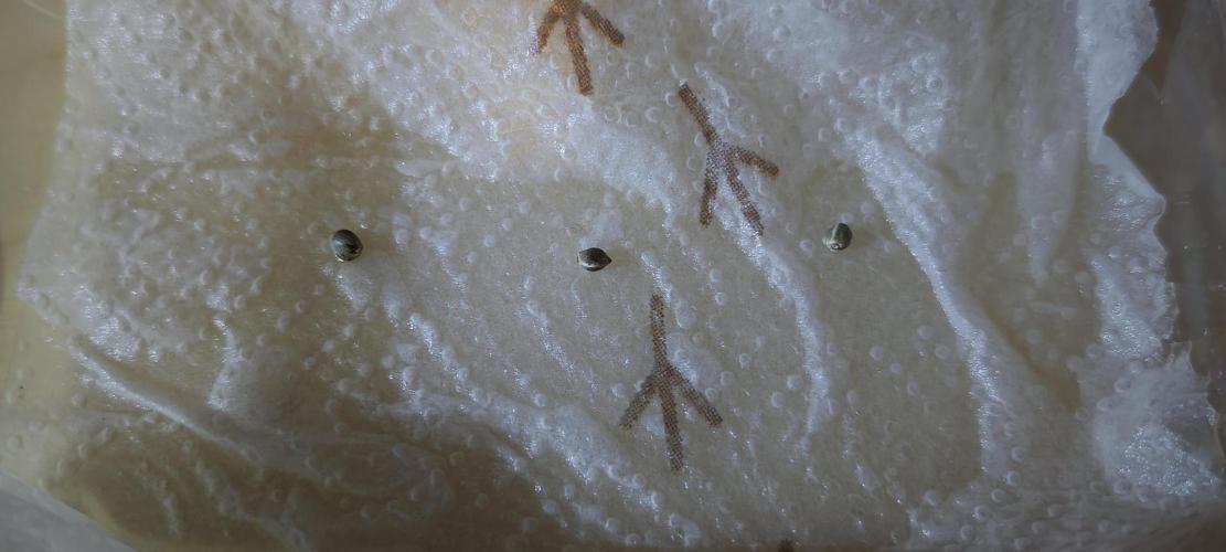 Primavera di ciliegia e nera. Week 0 - Noch sehen sie ja klein und süß aus. 