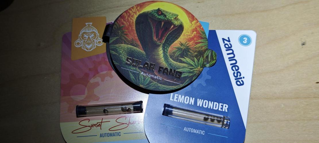 SpringZammies 2 (Solar Fang Debut Diary). Week 0 - Handverlesene 3 mal Primeseeds von Zammie