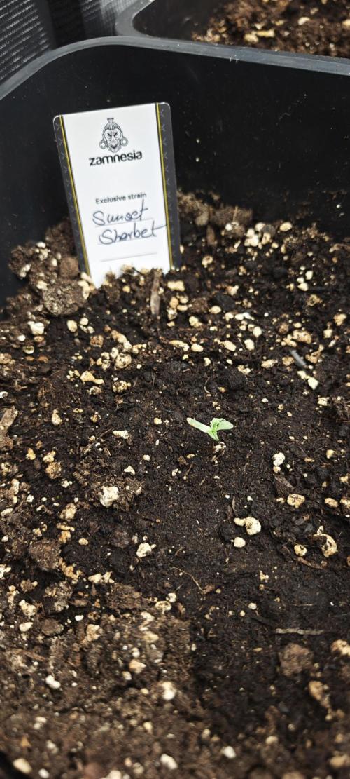 SpringZammies 2 (Solar Fang Debut Diary). Week 1 - Alle drei.

