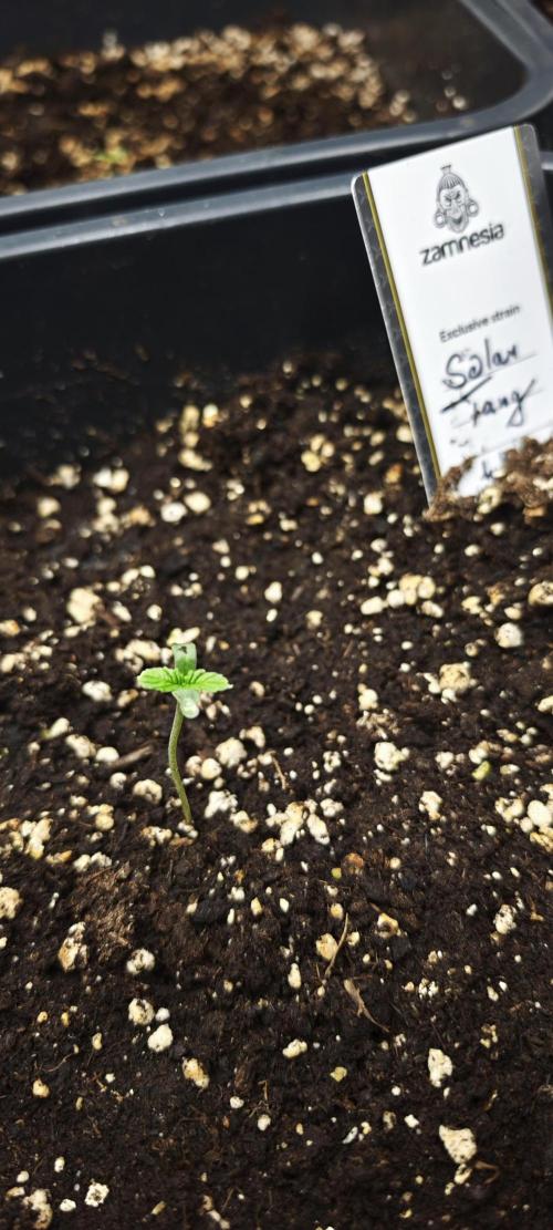 SpringZammies 2 (Solar Fang Debut Diary). Week 1 - sehen anders