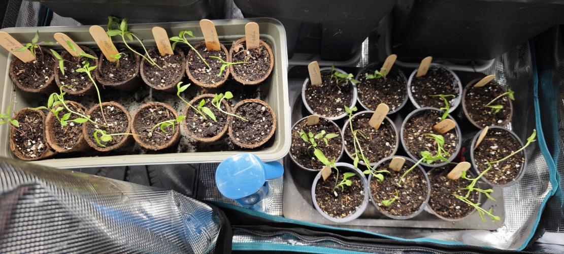 SpringZammies 2 (Solar Fang Debut Diary). Week 1 - Gibt noch ein paar Nachbarn. So ca 50 kleine 🌶️🌶️