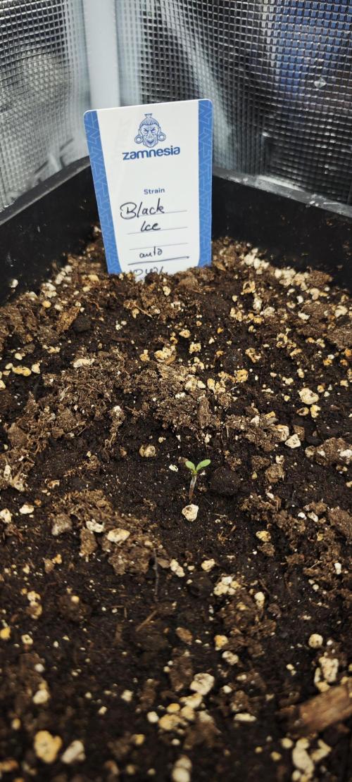 Primavera di ciliegia e nera, Inizia due. Week 1 - Etwas kleiner, aber sie kommt