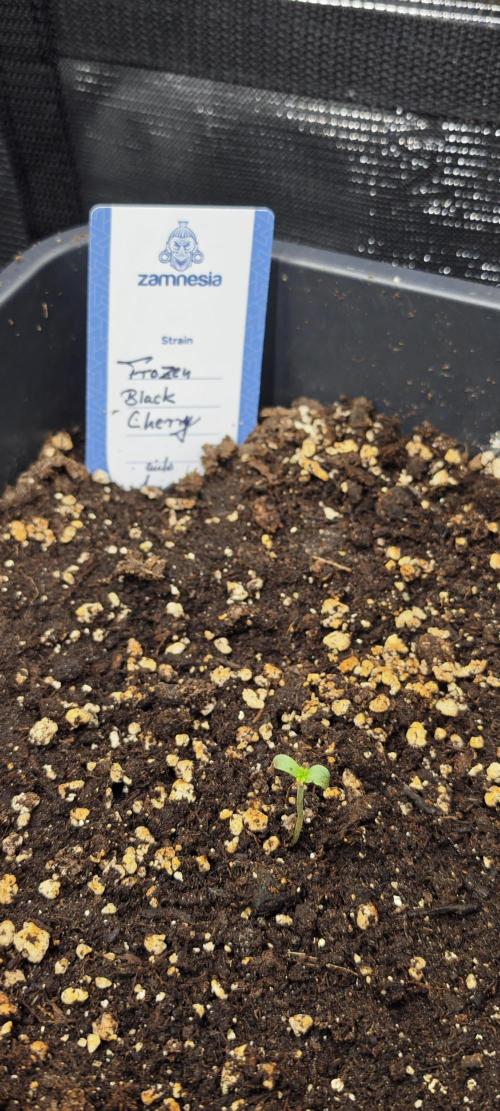 Primavera di ciliegia e nera, Inizia due. Week 1 - Läuft 
