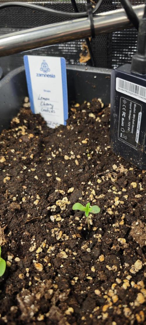 Primavera di ciliegia e nera, Inizia due. Week 1 - Im Sensortopf