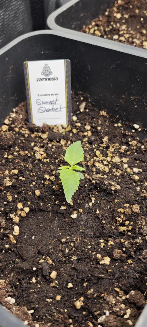 SpringZammies 2 (Solar Fang Debut Diary). Week 2