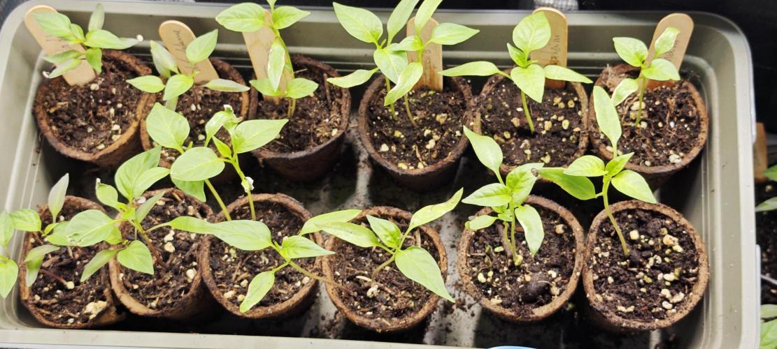 Primavera di ciliegia e nera, Inizia due. Week 2 - 🌶️🌶️ mögen die Parameter scheinbar auch
