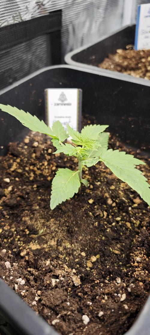 SpringZammies 2 (Solar Fang Debut Diary). Week 3 - Sunset Sherbet