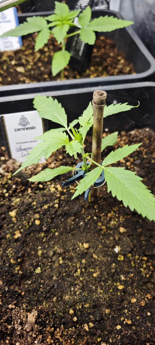 SpringZammies 2 (Solar Fang Debut Diary). Week 3 - Lemon Wonder
