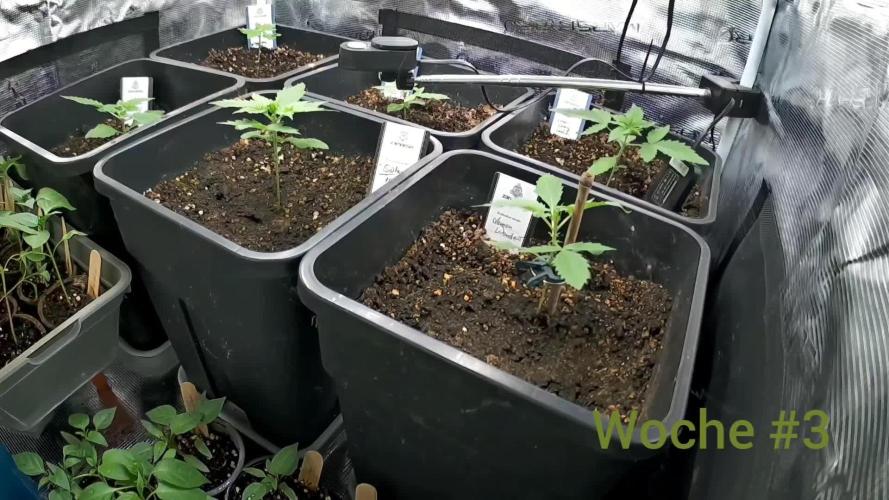 Primavera di ciliegia e nera, Inizia due