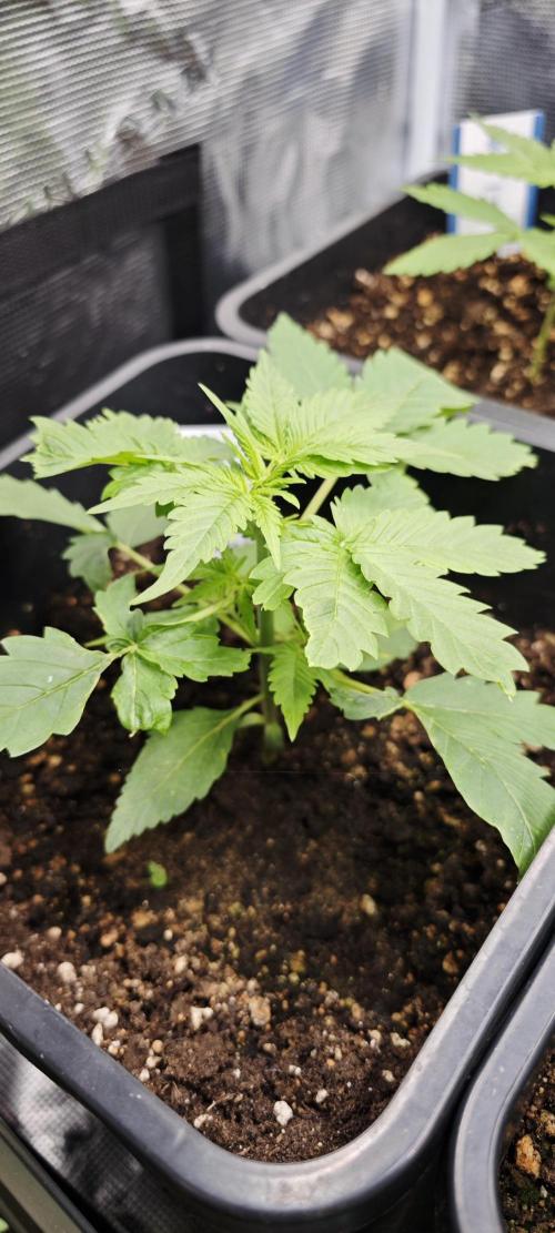 SpringZammies 2 (Solar Fang Debut Diary). Week 4 - Sunset Sherbet. Wächst auch sehr fein