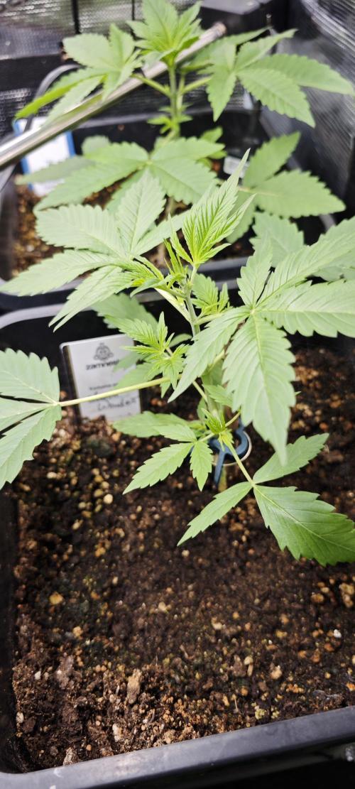 SpringZammies 2 (Solar Fang Debut Diary). Week 4 - Lemon Wonder. 1a