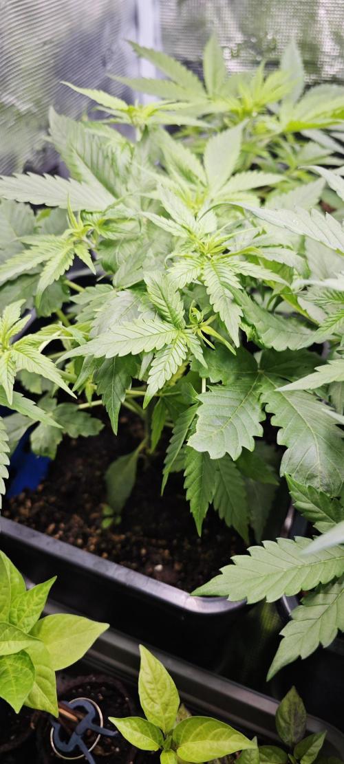 SpringZammies 2 (Solar Fang Debut Diary). Week 5 - S. Sherbet
