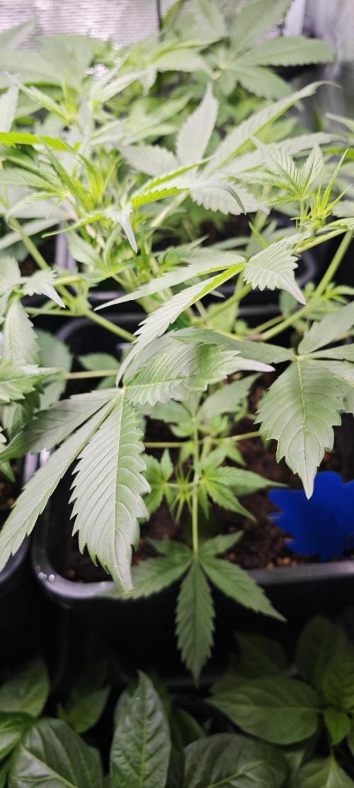 SpringZammies 2 (Solar Fang Debut Diary). Week 5 - Lemon Wonder